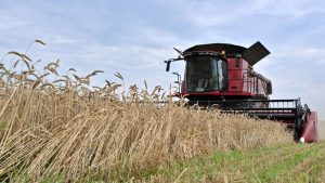 Wheat prices soar for a third day as Russia-Ukraine tensions stoke fears of major food crisis