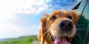 6 dog-friendly ideas for your next escape