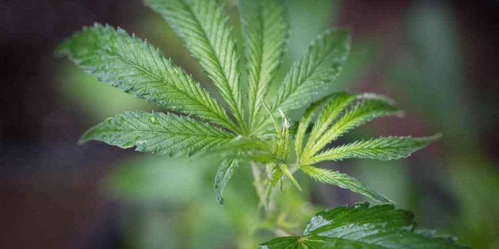 Canopy Growth selling Smiths Falls facility back to Hershey to generate about $39 million to pay down debt