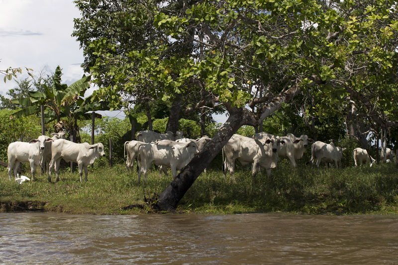 Bone dry on the range: Texas cattle ranchers battle drought, extreme heat