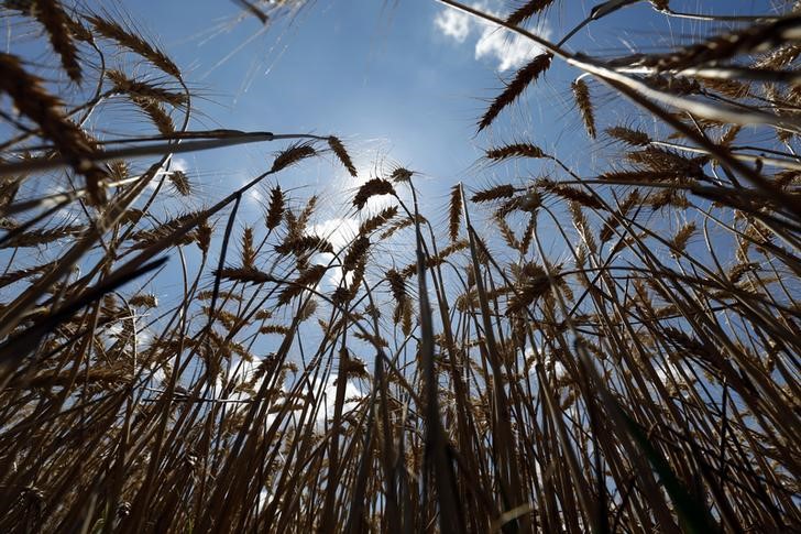 Russia strikes Ukraine’s Danube port, sending global grain prices higher