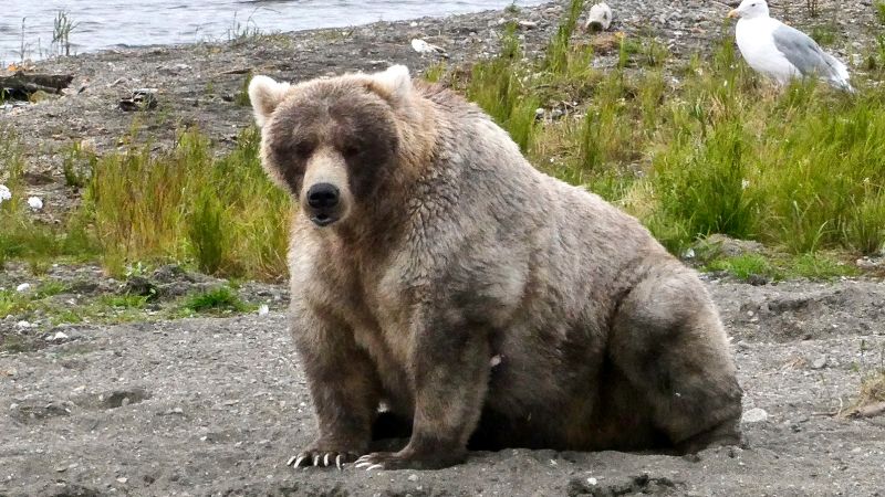 Majority of national parks will close and annual Fat Bear Week canceled if government shuts down, Biden admin warns