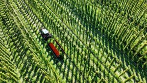 The climate crisis is coming for your hoppy beer