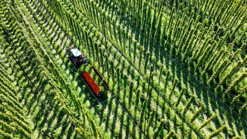 The climate crisis is coming for your hoppy beer