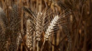 Arkansas orders Chinese-owned seed producer Syngenta to sell US farmland