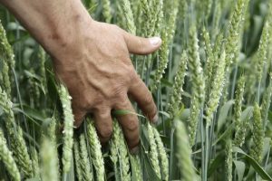 CBOT wheat futures reach two-week high amid global demand expectations
