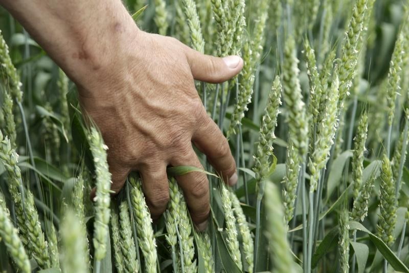 CBOT wheat futures reach two-week high amid global demand expectations