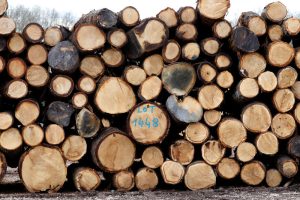 Canada welcomes panel directing US to review softwood lumber policy